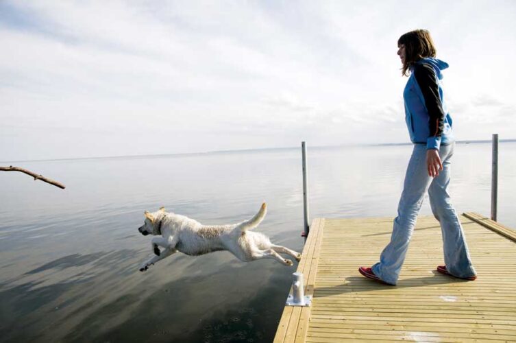 Pet Corner: Natural Arthritis Relief for Pets